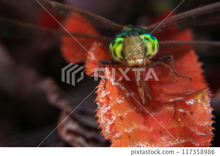 Macro of a dragonfly on a green leaf. Macro of a dragonfly on a green leaf. 117358986