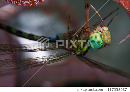 Macro of a dragonfly on a green leaf. Macro of a dragonfly on a green leaf. 117358987