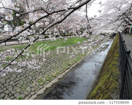 Cherry blossoms along the river 117359049