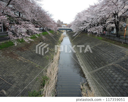 Cherry blossoms along the river Cherry blossoms along the river 117359051