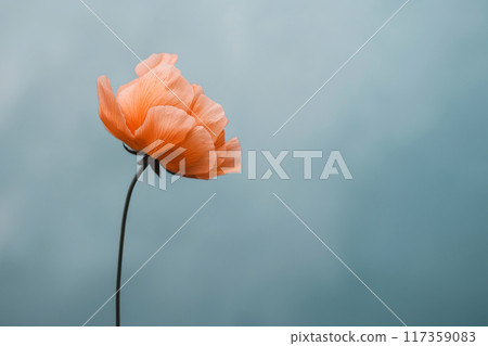 Elegant minimalist illustration of a delicate poppy flower against a soft blue backdrop 117359083