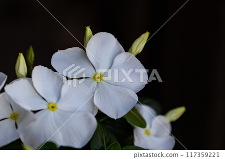 White flowered Madagascar periwinkle 117359221