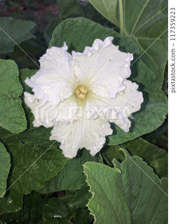 Evening flower 117359223