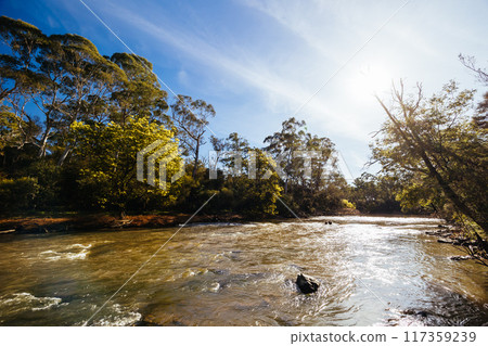 Blue Tongue Bend Walk in Warrandyte Melbourne Australia 117359239