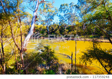 Blue Tongue Bend Walk in Warrandyte Melbourne Australia 117359248