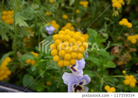 A single yellow flower blooming against a blurred background A single yellow flower blooming against a blurred background 117359334