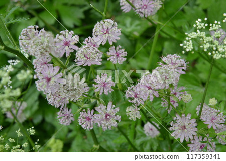 Many purple flowers blooming against a background of blurred green leaves Many purple flowers blooming against a background of blurred green leaves 117359341