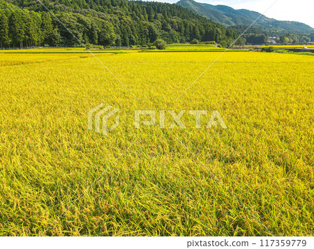 金色鄉村的鳥瞰圖 117359779