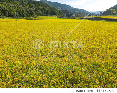 Aerial view of a golden rural area Aerial view of a golden rural area 117359780