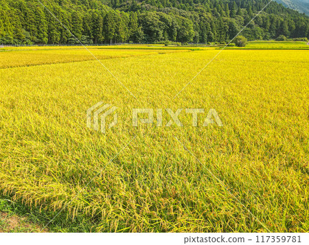 Aerial view of a golden rural area Aerial view of a golden rural area 117359781