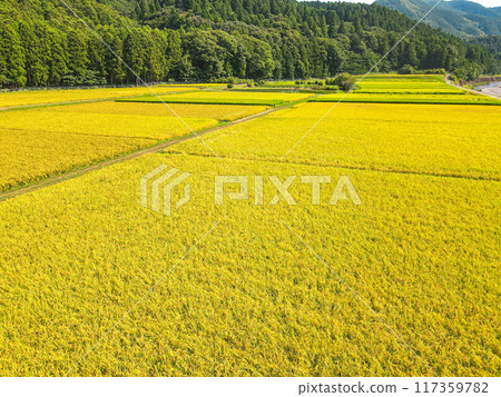 Aerial view of a golden rural area Aerial view of a golden rural area 117359782