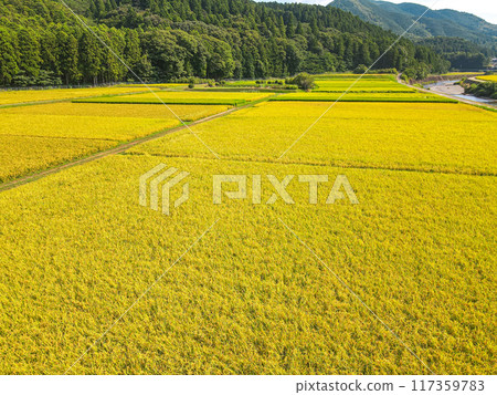 Aerial view of a golden rural area 117359783