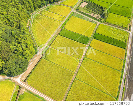 Aerial view of a golden rural area Aerial view of a golden rural area 117359793
