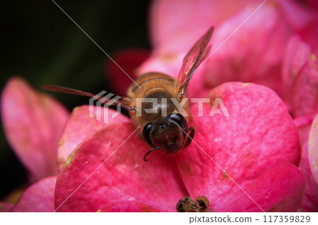 Honey bee on pink hydrangea flower, close up Honey bee on pink hydrangea flower, close up 117359829
