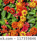 Colorful Lantana Camara Flowers 117359846