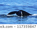 Tail of Humpback Whale 117359847