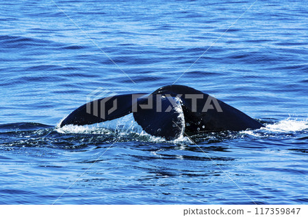 Tail of Humpback Whale 117359847