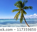 Tropical Beach in Catuano, Dominican Republic 117359850
