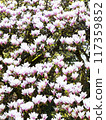 Beautiful Pink Magnolia Blossoms 117359852