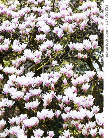 Beautiful Pink Magnolia Blossoms 117359852