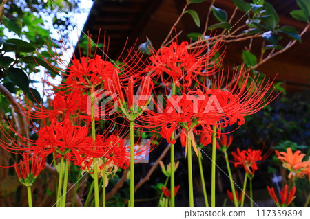 Red spider lilies blooming at Enshoji Flower Temple (Kakogawa City, Hyogo Prefecture) Red spider lilies blooming at Enshoji Flower Temple (Kakogawa City, Hyogo Prefecture) 117359894