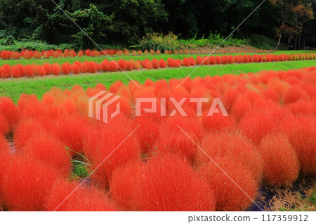 天石之丘（奈良縣飛鳥村）盛開的地膚花 117359912