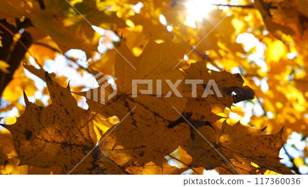 Yellow maple leaves on tree branches gently swaying in the wind at sunny day. Lush autumn orange foliage swinging on breeze at forest. Beautiful colorful fall season. Close up Slow motion 117360036
