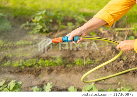 Senior woman watering fresh plants growing at home vegetable garden. Gardener taking care of plants at the backyard of her house. Concept of sustainability and growing organic Senior woman watering fresh plants growing at home vegetable garden. Gardener taking care of plants at the backyard of her house. Concept of sustainability and growing organic 117360972