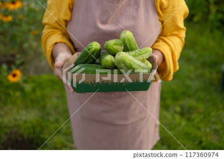 European senior 50s 60s woman in an orange apron is harvesting cucumbers in her garden. 117360974
