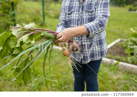 Female seinor farmer harvesting onions and beetroots in the backyard garden. Selective focus. Farmer holds a braid of ripe onion. 117360984