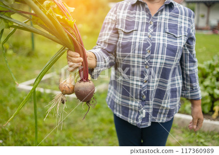 Female seinor farmer harvesting onions and beetroots in the backyard garden. Selective focus. Farmer holds a braid of ripe onion. Female seinor farmer harvesting onions and beetroots in the backyard garden. Selective focus. Farmer holds a braid of ripe onion. 117360989