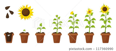 Cartoon sunflower growth. Plant in pot and ground growing from seed to flower. Farming and planting, sprout floral step by step neoteric vector scene Cartoon sunflower growth. Plant in pot and ground growing from seed to flower. Farming and planting, sprout floral step by step neoteric vector scene 117360990