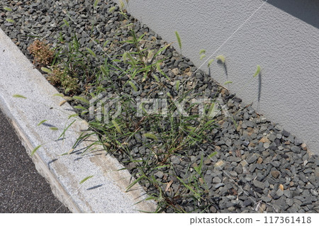 Weeds growing from the gaps in the gravel 117361418