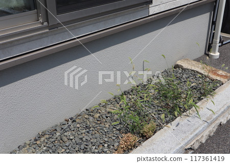 Weeds growing from the gaps in the gravel 117361419