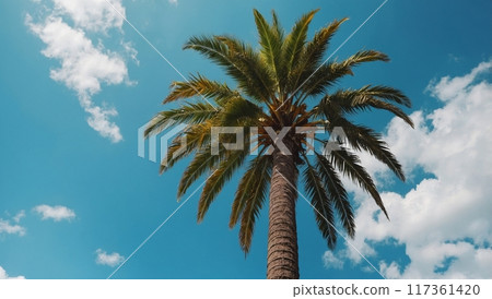 Against the background of the blue sky, a tall palm tree with a lush top. bottom view 117361420