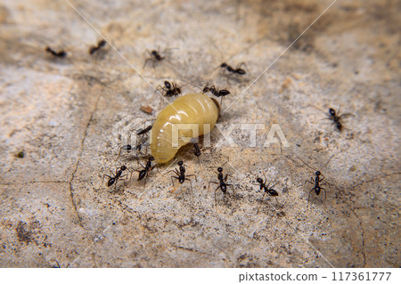 Ants hunt and kill larva of a termite on the ground Ants hunt and kill larva of a termite on the ground 117361777