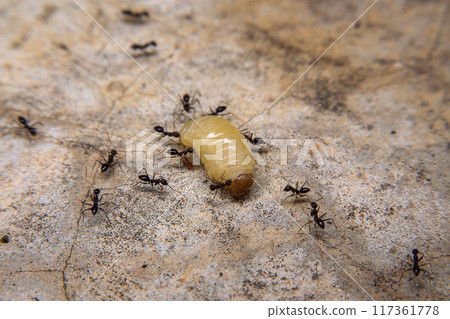 Ants hunt and kill larva of a termite on the ground Ants hunt and kill larva of a termite on the ground 117361778