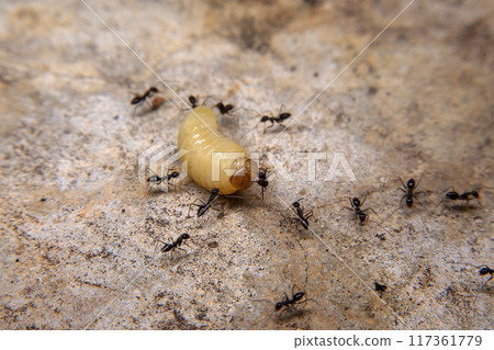 Ants hunt and kill larva of a termite on the ground Ants hunt and kill larva of a termite on the ground 117361779