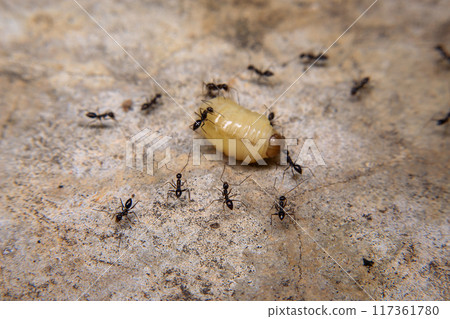 Ants hunt and kill larva of a termite on the ground Ants hunt and kill larva of a termite on the ground 117361780