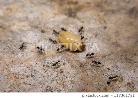Ants hunt and kill larva of a termite on the ground Ants hunt and kill larva of a termite on the ground 117361781