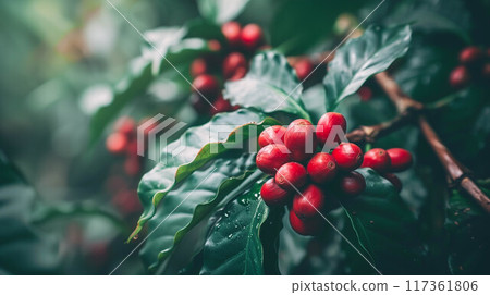 Red coffee beans branch ripening in agriculture farm.-Enhanced. 117361806