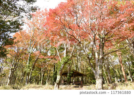 Autumn leaves 117361880