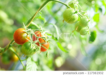 Tomatoes on a branch in a greenhouse Tomatoes on a branch in a greenhouse 117361932