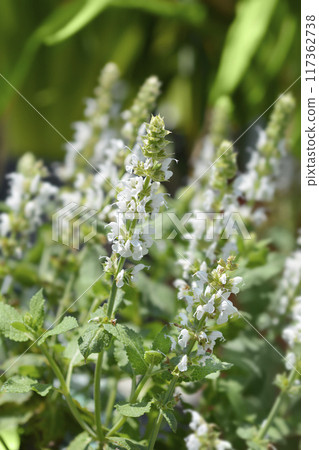 Balcan clary Salute White Balcan clary Salute White 117362738