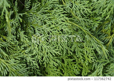Lawsons Cypress Globosa 117362742