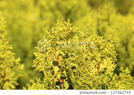 Dwarf golden oriental thuja Dwarf golden oriental thuja 117362743