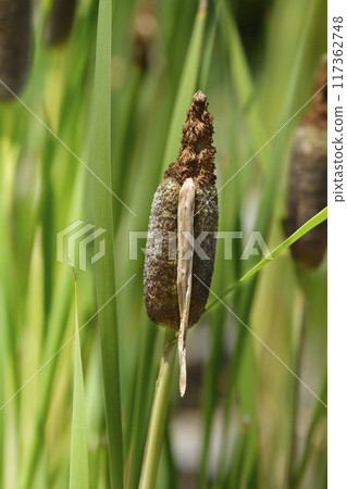 Shuttleworths Cattail Shuttleworths Cattail 117362748