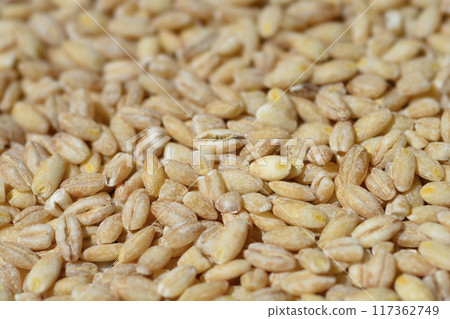 Uncooked barley 117362749