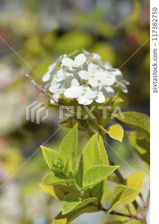 Paniculate hydrangea Limelight Paniculate hydrangea Limelight 117362750
