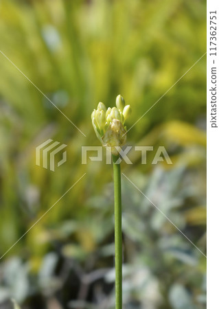 African Lily African Lily 117362751